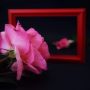 asimone1 asimone1