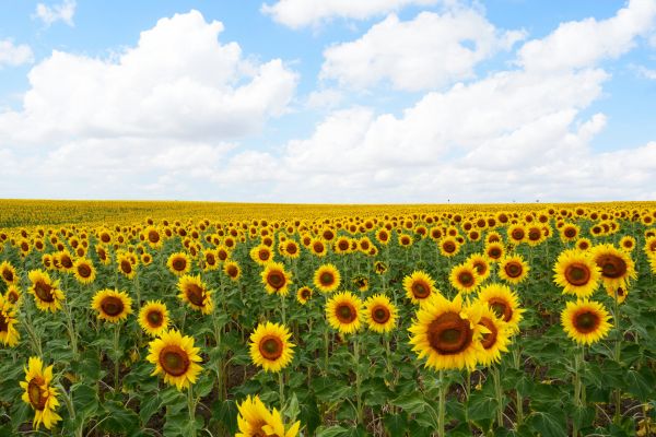 aliberatore girasoli in serra   capriola