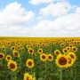 aliberatore girasoli in serra capriola aliberatore girasoli in serra capriola