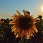 asimone 2girasole asimone 2girasole