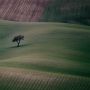 mfini albero solitario mfini albero solitario