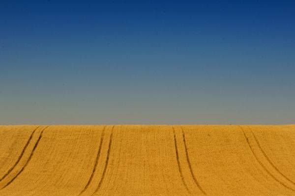 pcapuano agro di lucera