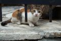 gatto gatto